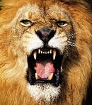 Roaring Lion